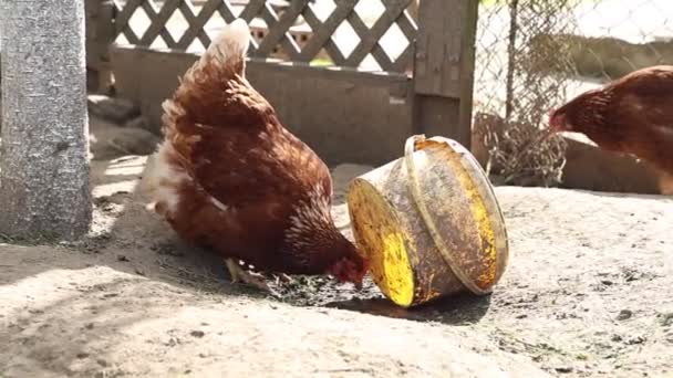 Dos Pollos Mascotas Granja Ven Bebiendo Cubo Colocado Tierra Los — Vídeos de Stock