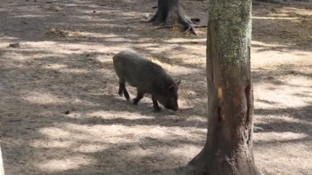 Wild Boar Seen Wandering Dense Forest Farm Boar Moves Slowly — Stock Video