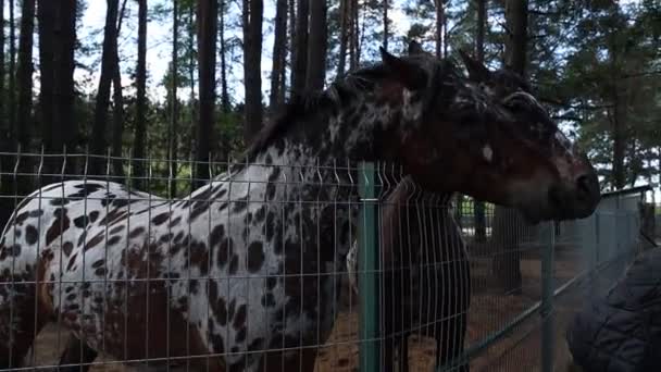 Dva Koně Domácí Zvířata Stojící Nehybně Dřevěného Plotu Zoologické Zahradě — Stock video