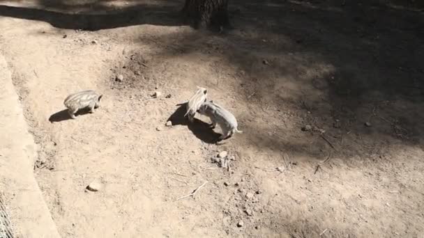 멧돼지 무리가 동물원 인클로저를 돌아다닙니다 멧돼지는 먹이를 상호작용하고 주변을 탐험하는 — 비디오