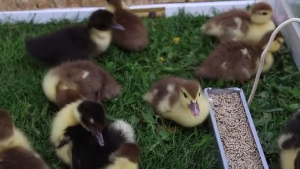 새끼의 그룹은 적극적으로 농장에서 잔디밭에서 음식을 귀여운 새끼들은 주변에 흩어져 — 비디오