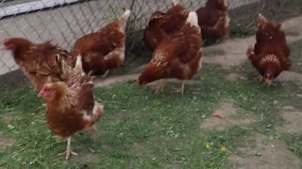 Kilka Kurczaków Włóczy Się Podwórku Dziobając Ziemię Gdakając Poruszają Się — Wideo stockowe