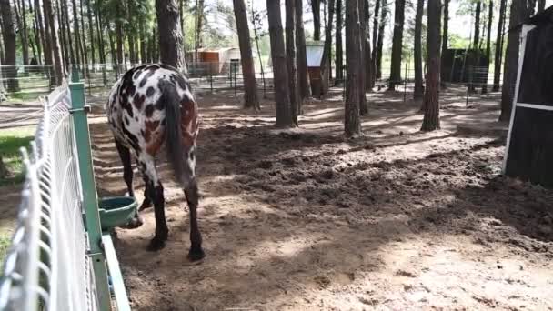 Zauważony Koń Jest Widziany Zalesionym Obszarze Aktywnie Jedząc Wiadra Ustawionego — Wideo stockowe