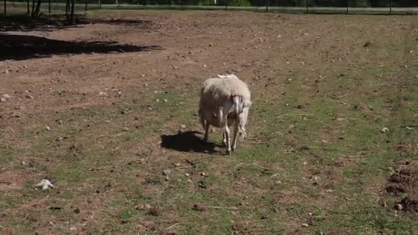 Bílá Ovce Líně Prochází Rozlehlým Zeleným Polem Farmě Ukazuje Svůj — Stock video