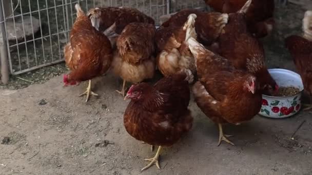 Grupp Kycklingar Visas Äta Från Skål Inne Bur Gård Kycklingarna — Stockvideo