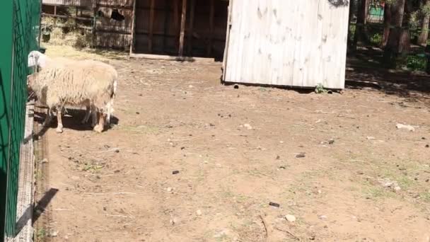 Dřevěného Plotu Farmě Stojí Klidně Ovce Ovce Jsou Obklopeny Trávou — Stock video