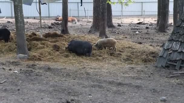 Group Pigs Farm Animals Eating Hay Enclosure Pigs Lively Hungry — Vídeo de stock