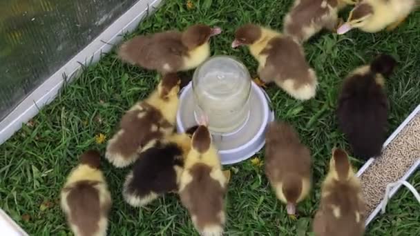 사랑스러운 농장에서 동물의 주위에 새끼는 푹신하며 병에서 열심히 먹습니다 — 비디오