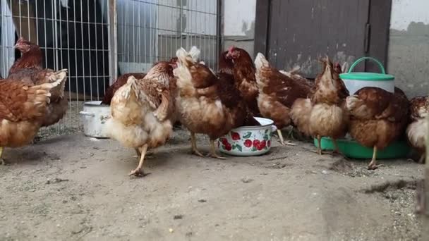 Group Chickens Seen Clucking Pecking Coop Farm Chickens Different Colors — Stock Video