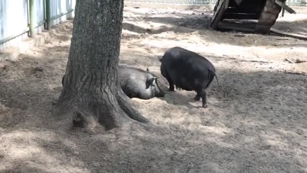 Две Свиньи Счастливо Играют Грязи Деревом Ферме Катаются Нюхают Добывают — стоковое видео
