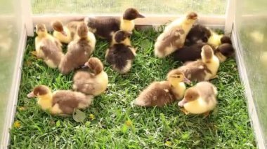 Bir grup sevimli yavru ördek bir çiftlikteki kafesin içinde hareket ederken ve birbirleriyle etkileşime girerken görülüyor. Yumuşak ördek yavruları, geçici çevrelerini keşfederken cıvıldıyor ve paytak paytak yürüyorlar..
