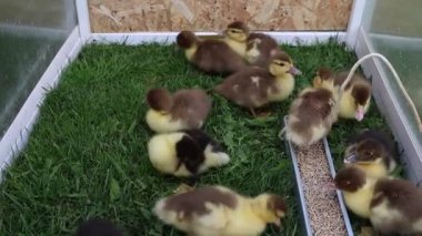 Bir grup sevimli yavru ördek bir çiftlikteki kafesin içinde görülüyor. Ördekler hareket ediyor, yemek yiyor ve birbirleriyle etkileşime geçiyorlar..