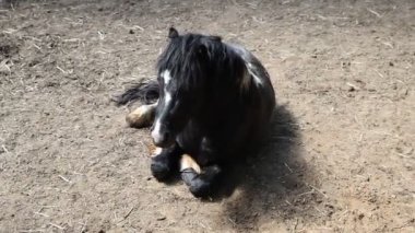 Siyah ve beyaz bir atın bir çiftlikte yerde yattığı görülüyor. At rahat ve hareketsiz görünüyor. Etrafına uyum sağlıyor..