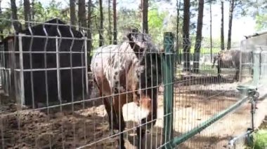 Bir at çitin yanında çitlerle çevrili bir alanda duruyor. At sakin ve hareketsiz görünüyor, bu sahnede ne bir hareket ne de bir etkileşim var..