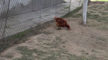 Bir tavuk çiftlikteki toprağın içinde çitin yanında rahatça yürürken görülüyor. Tavuk yerden gagalar ve çevresini keşfeder..