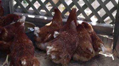 Çiftlikte yetişen bir grup tavuk gıdaklıyor, yemek yiyor ve kümeste hareket ediyor..