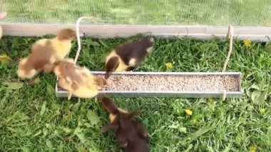 Bir grup ördek yavrusu aktif olarak çiftlikteki bir besleyiciden besleniyor. Sevimli ördek yavruları doğal beslenme davranışlarını sergileyerek yemi gagalıyorlar..