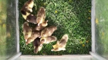 Bir grup ördek yavrusu bir çiftlikteki kafesin içinde görülebilir. Ördek yavruları hareket ediyor ve kapalı alanda birbirleriyle etkileşime geçiyorlar..
