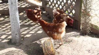 Birkaç tavuk bir çiftliğin çitli bir alanında duruyor, yeri gagalıyor ve etrafta dolaşıyorlar. Tavuklar evcil hayvanlardır ve güvenli bir sınır içinde tutulurlar..
