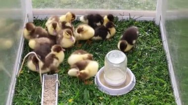 Bu videoda bir çiftlikteki kafeste bir grup sevimli ördek yavrusu sergileniyor. Ördek yavruları vaklayıp kafesin etrafında dolaşırken, neşeli ve meraklı doğalarını sergilerken görülürler..
