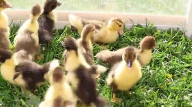 Bir grup sevimli yavru ördek bir çiftliğin yemyeşil çimlerinde duruyor. Çevrelerini keşfediyorlar ve yeri gagalıyorlar..