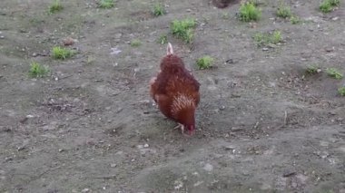 Bir tavuk bir çiftlikteki açık alanda kasıla kasıla yürüyor. Kuş, tipik bir çiftlik ortamında günlük aktivitelerini sürdürerek, çevresini incelerken zarifçe hareket eder..