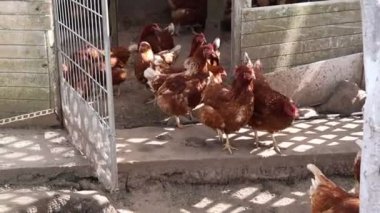 Bir grup tavuk bir çiftlikte bir kafese kapatılmış, yeri gagalıyor ve gıdaklıyorlar. Bazıları tünemiş parmaklıklara tünemiş, diğerleri de yatağı tırmalıyor. Tavuklar renk ve boyut olarak farklılık gösterir.