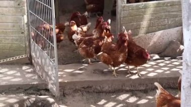 Bir grup tavuk bir çiftlikte bir kafese kapatılmış, yeri gagalıyor ve gıdaklıyorlar. Bazıları tünemiş parmaklıklara tünemiş, diğerleri de yatağı tırmalıyor. Tavuklar renk ve boyut olarak farklılık gösterir.