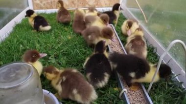 Bir grup yavru ördek, bir çiftlikteki yeşil bir evin içinde keşfe çıkıp dolaşıyorlar. Ördek yavruları paytak paytak yürürken, yeri gagalarken ve merakla hareket ederken görülürler..