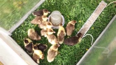 Bir grup yavru ördek, muhtemelen evcil hayvan olarak bir çiftlikteki bir kafeste tutuluyor. Ördek yavruları kafesin içinde hareket edip birbirleriyle etkileşime geçiyorlar..