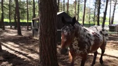 Ağaçlar ve yeşilliklerle çevrili bir çiftlikteki ağaçlık bir alanda sakince duran bir at. At rahat ve dikkatli görünüyor, doğal ortamına uyum sağlıyor..