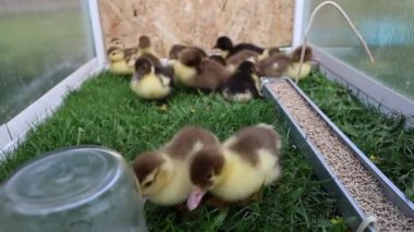 Bir grup sevimli ördek yavrusu bir çiftlik ortamında güvenli bir cam çevrenin içini keşfedip gagalıyorlar. Paytak paytak yürüyorlar, cıvıldıyorlar ve çevreleriyle etkileşime geçiyorlar.