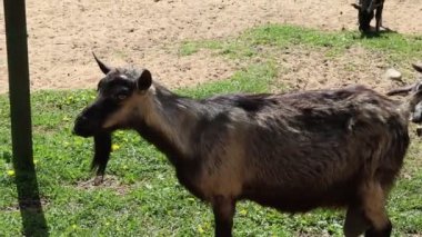 Bir grup keçi, bir çiftlikteki evcil hayvanlar, otlak bir alanda durup otluyorlar. Keçiler huzur içinde yeşil çimenleri kemirirken, bazıları merakla etrafa bakıyor..