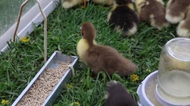 Bir grup yavru ördek bir çiftlikteki çimenli bir bölgeyi keşfediyor, paytak paytak yürüyor ve yeri gagalıyorlar. Yumuşak ördek yavruları çevrelerinde dolaşırken birbirlerine yakın dururlar..