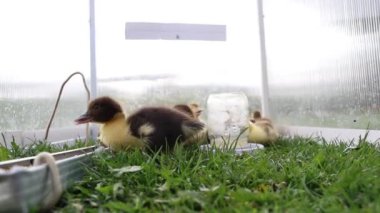 Bir grup ördek yavrusu bir çiftlikteki seranın etrafında dolanıp bitkileri gagalıyor ve çevrelerini keşfediyorlar..