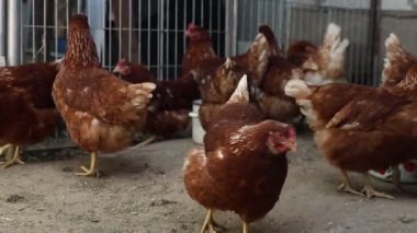 Bir grup tavuk, bir çiftlikteki kafesin içinde gıdaklıyor ve gıdaklıyor. Tavuklar kafesin etrafında hareket eder, kanatlarını çırparlar ve zemini kaşırlar..