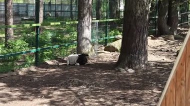 İki resimde hayvanat bahçelerinde bir zürafa ve bir zebra görülüyor. Zürafa zarif bir şekilde uzun boynunu uzatırken zebra siyah ve beyaz çizgilerini sergiliyor..