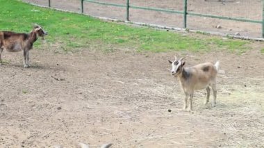 Aralarında küçük çocuklar ve yetişkinlerin de bulunduğu bir grup keçi hayvanat bahçelerinin etrafında dolanıyor. Bazıları samanlıkta otlarken, diğerleri birbirini eğlenerek kovalıyor. Ziyaretçiler gözlemleyebilir.