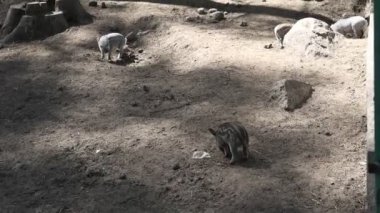 Bir grup yaban domuzu, bir çiftlikteki hayvanat bahçesinde görülmüşler. Yaban domuzları etkileşime girer, yiyecek için çevreyi araştırır ve doğal davranışlar sergiler..