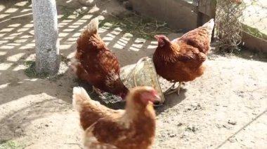 Bir çiftlikteki bir grup tavuk bir kovanın etrafında toplanmış, içerideki yemi gagalıyorlardı. Tavuklar çeşitli renk ve boyutlardadır, beslenirken tipik davranışlar sergilerler..