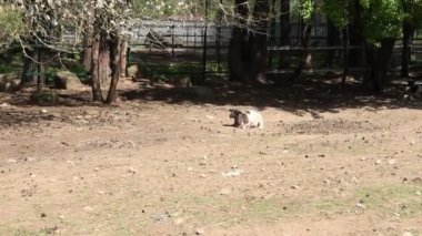 Küçük bir köpek, muhtemelen bir evcil hayvan, bir çiftlikteki toprak bir tarlada dikilirken görülüyor. Köpek meraklı ve tetikte görünüyor, çevresini inceliyor. Arka plan görülebilir tarım arazisi olan kırsal bir ayar gösteriyor