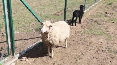 İki koyun, çiftlikte evcil hayvanlar, gün ışığının altında çimenli bir tarlada yan yana duruyorlar. Koyunlar sakince etraflarını gözlüyor..