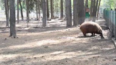Bir çiftliğin çitli bir bölgesinde evcil bir domuzun otladığı görülüyor. Domuz hareket ediyor ve kapalı bir alanda ot yiyor..
