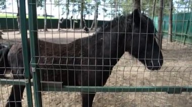 Siyah bir at, hayvanat bahçesindeki güvenli bir çitin arkasında sabırla duruyor. Görkemli yaratık doğal ortamında, parlak kürkünü ve güçlü cüssesini sergileyerek gözlemlenir..