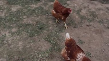 Bir grup tavuğun bir çiftlikte çitli bir alanda hareket ettiği görülüyor. Tavuklar yürür ve yeri gagalarlar, bazen kanat çırparlar veya gıdaklarlar.