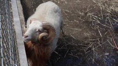 Uzun saçlı bir keçinin bir çiftlikteki kafesin içinde durduğu görülüyor. Keçi kürkü özellikle uzun ve bakımlıdır. Etrafına bakar bakmaz....