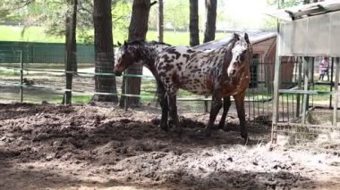 Bir çiftlikteki çamurlu bir ağılda iki atın durduğu görülüyor. Atlar durgun görünüyor, ıslak zeminle çevrili..