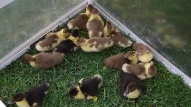 Bir grup ördek yavrusu bir çiftlikteki kafesin içinde görülüyor. Yavru ördekler kapalı alanda hareket eder, gözetler ve birbirleriyle etkileşime girerler..