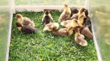 Bir grup sevimli yavru ördek bir çiftlikteki kafesin içinde gösteriliyor. Ördekler hareket ediyor, vaklıyor ve kapalı alanlarında birbirleriyle etkileşime geçiyorlar..
