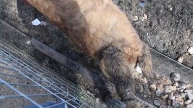 Bir domuz, bir çiftliğin toprak zemininde bir kafeste duruyor. Domuz, esir tutulan evcil bir hayvana benziyor..